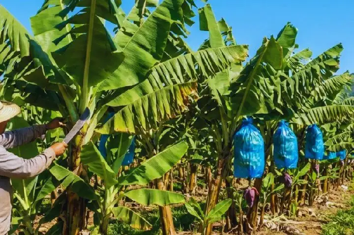 Jaguaré recebe caravana do Projeto Arranjos Produtivos e produtores recebem mudas de banana