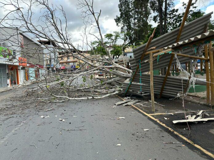 Chuva forte e vendaval derrubam árvore cinquentenária no Centro de Nova Venécia; veja imagens