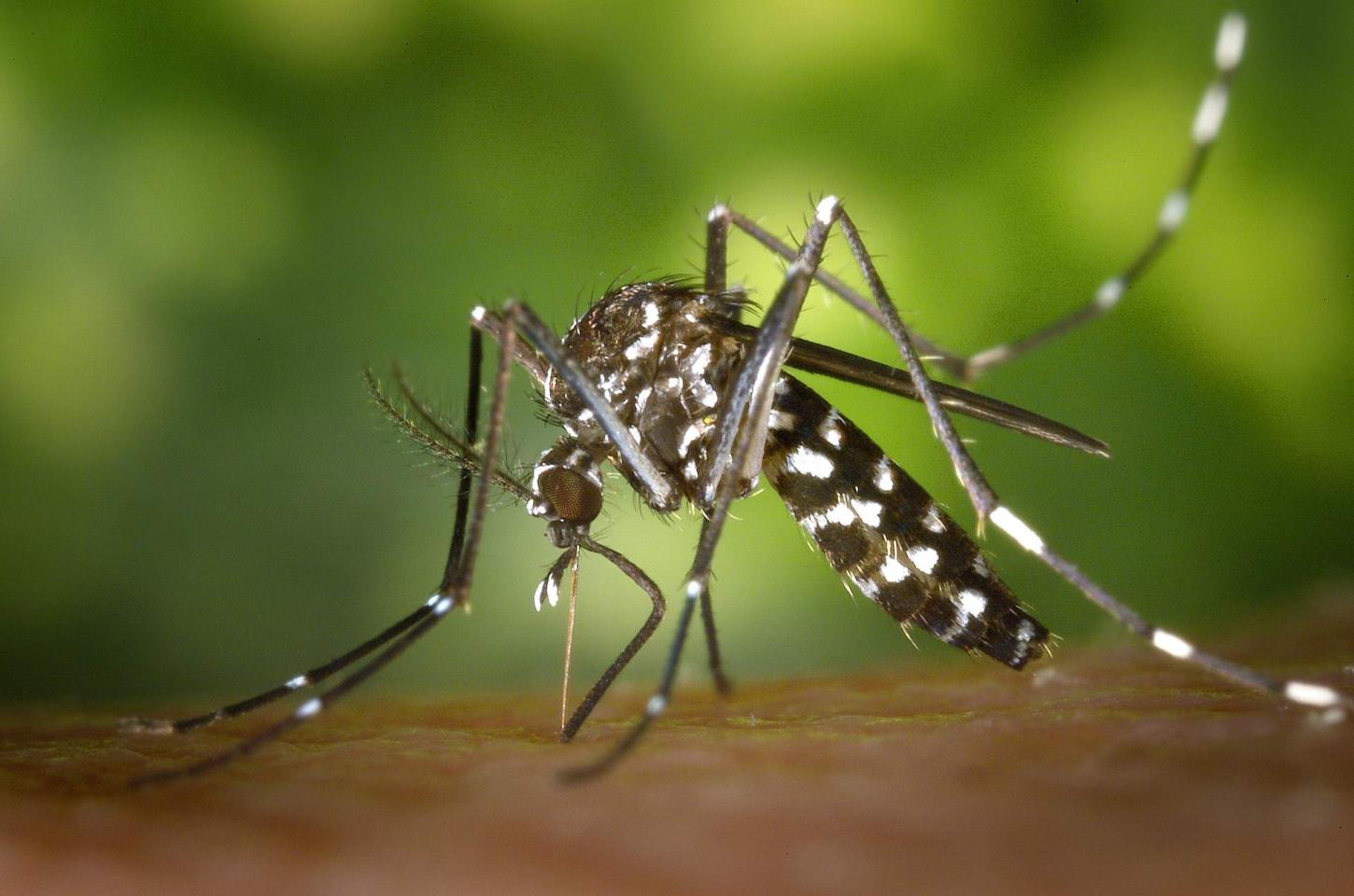 Minas Gerais declara emergência devido a casos de dengue e chikungunya