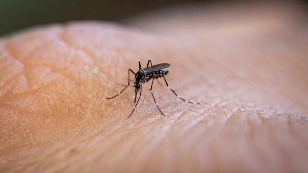 Brasil ultrapassa meio milhão de casos prováveis de dengue