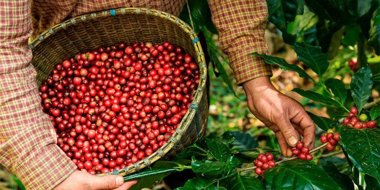 Chuvas amenizam situação das lavouras de café no Espírito Santo