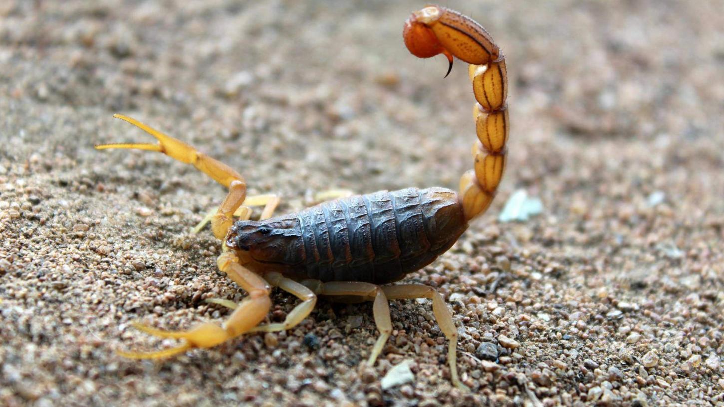 Menina de 3 anos morre após ser picada por escorpião em São Mateus