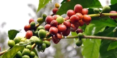 Café Produtor de Água: em visita à Cooabriel, presidente do CNC anuncia implantação do projeto no ES