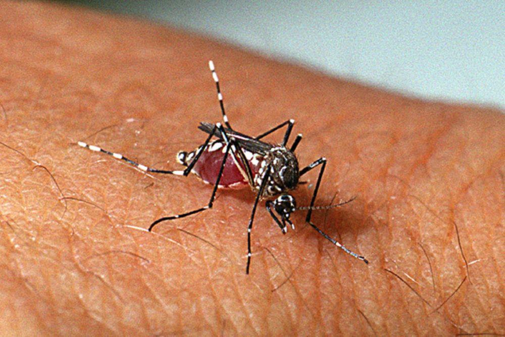 Prefeitura alerta para período de reprodução do mosquito da dengue em Jaguaré