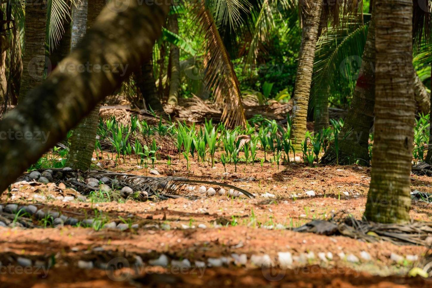 Corpo é encontrado em plantação de coco em fazenda de São Mateus