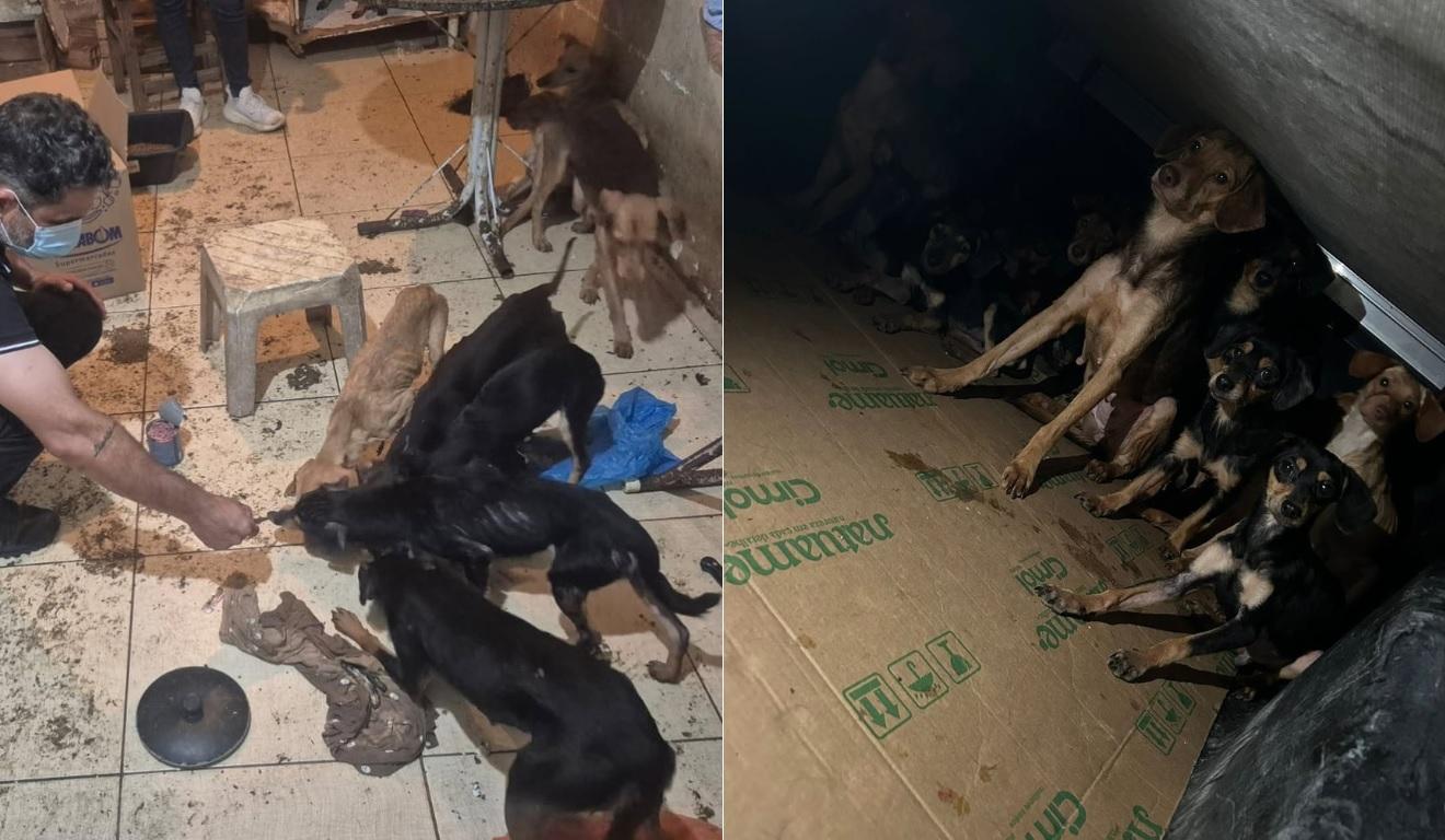 Maus-tratos: mais de 20 cães são resgatados em São Mateus
