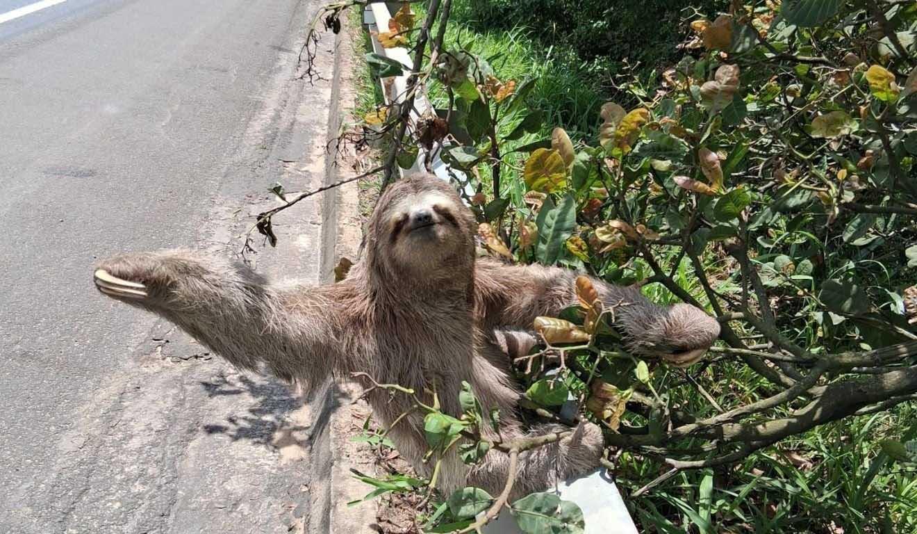Preguiça é resgatada ao tentar cruzar a BR-101 em São Mateus