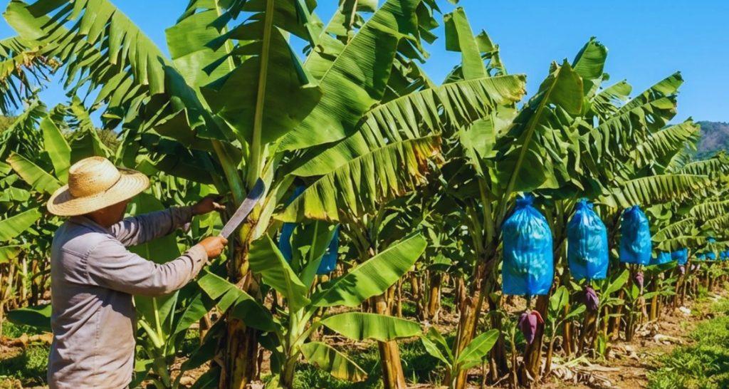 Jaguaré recebe caravana do Projeto Arranjos Produtivos e produtores recebem mudas de banana