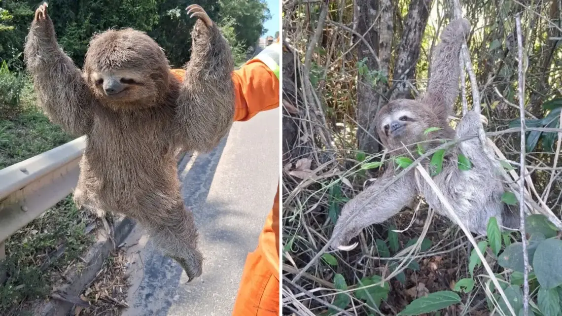 Bicho-preguiça é encontrado na BR 101, em São Mateus, e devolvido à mata