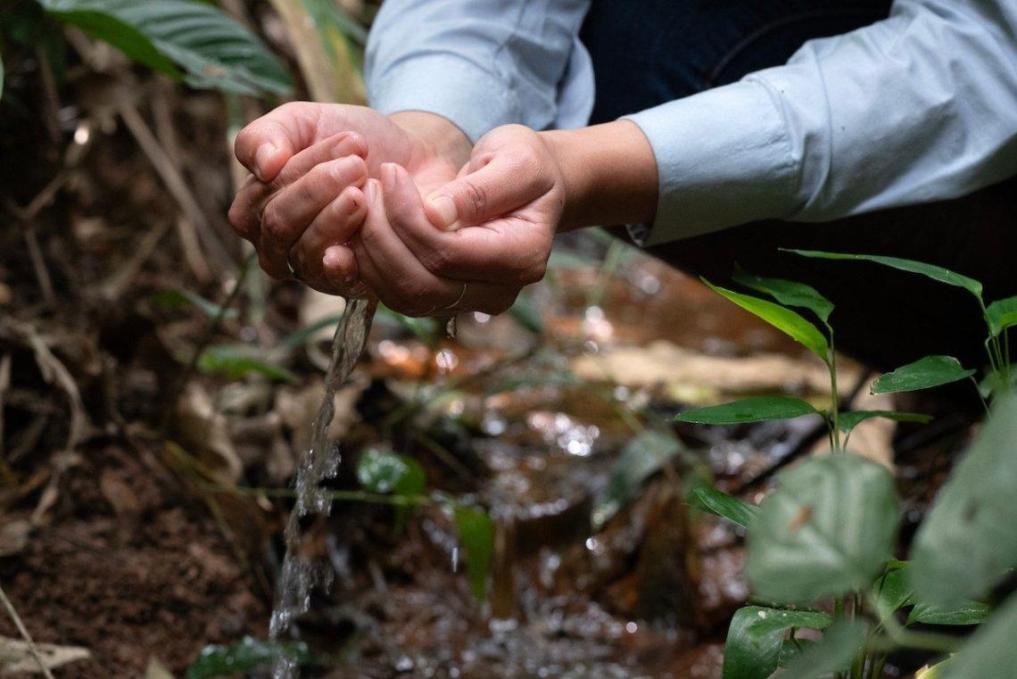 Coleta de sementes nativas reforça restauração da Mata Atlântica em Minas Gerais e no Espírito Santo