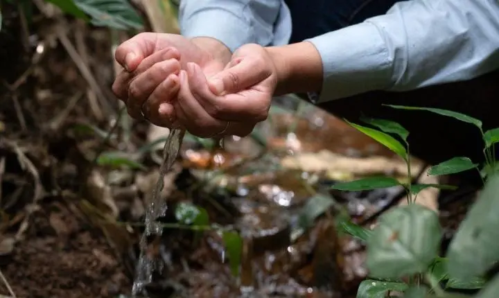 Coleta de sementes nativas reforça restauração da Mata Atlântica em Minas Gerais e no Espírito Santo